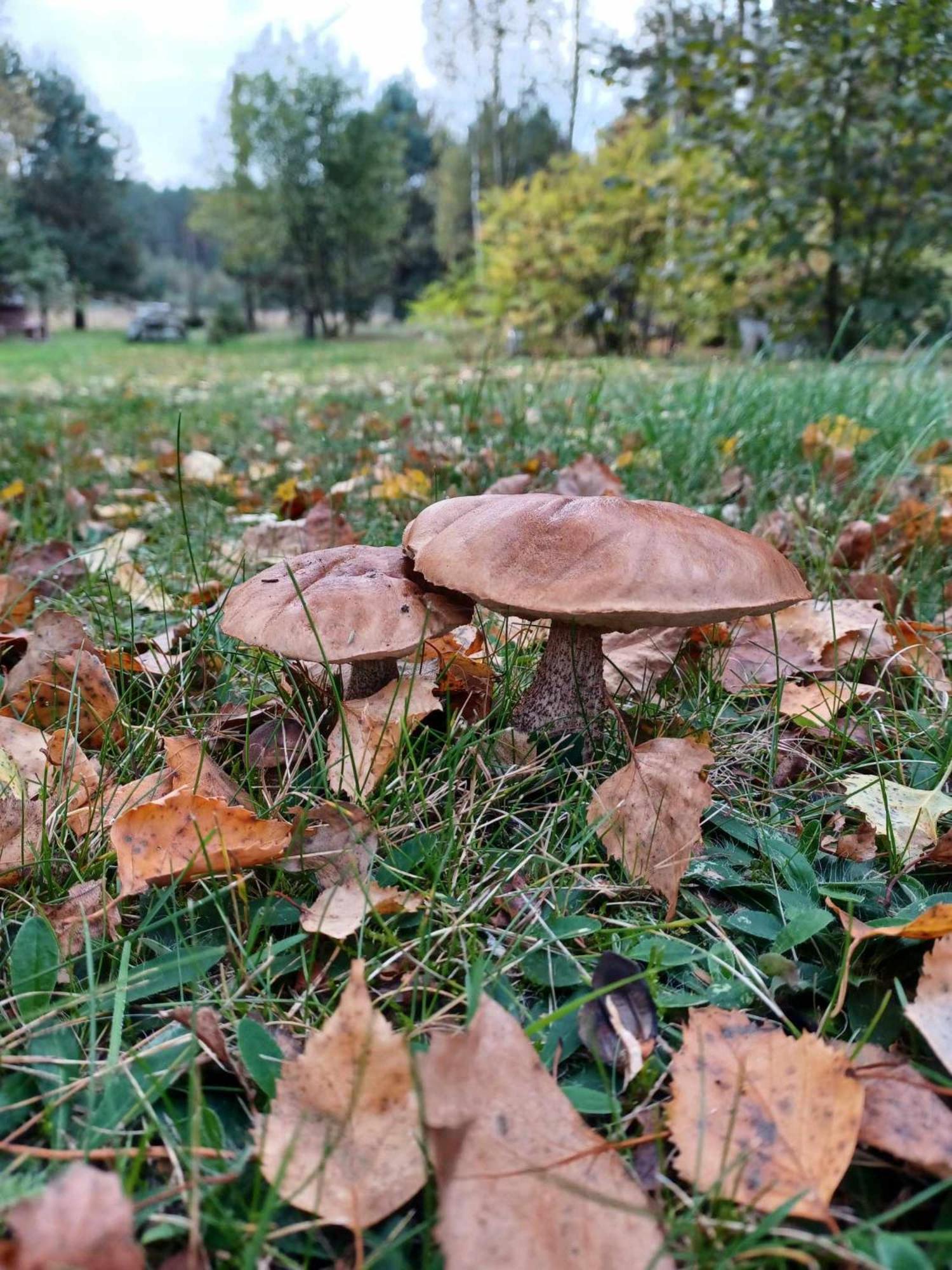 Sosnowelowe